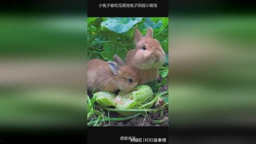 兔子瓜怎么吃,创意吃法大揭秘