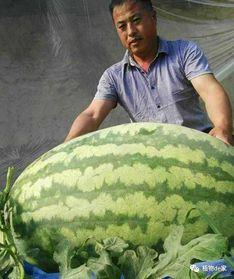 吃大瓜结果真是个大瓜,吃大瓜竟成惊天大瓜，真相令人震惊！