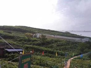 羊山吃瓜事件,一场引发社会热议的乡村奇闻