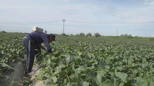 阿勒泰吃瓜缆车