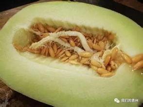 吃甜白瓜过敏,揭秘甜白瓜过敏之谜